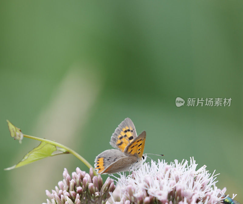 小铜蝶(Lycaena phlaeas)